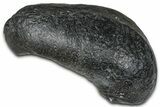 Large Fossil Whale Ear Bone - South Carolina #375277-1